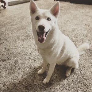 Meet your Posher, Justin